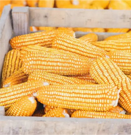 Farmer at market